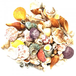 Ракушки для декора